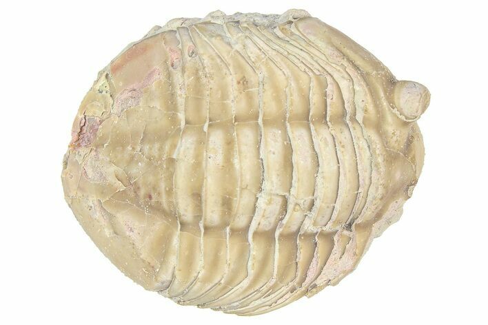 Bargain, Asaphus Trilobite Fossil - Russia #363259